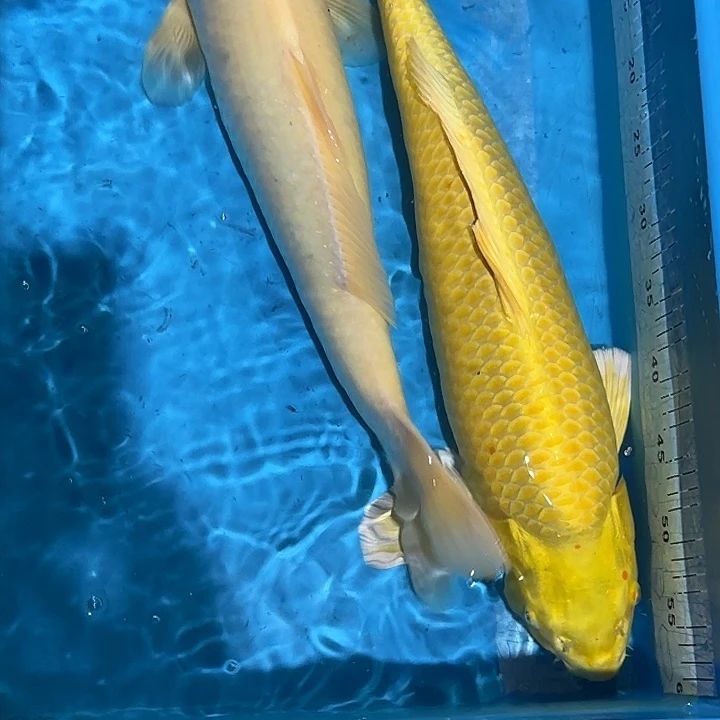 海水鱼赤目芒果黄金 丹顶