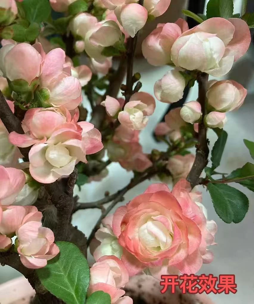 （春季福利）花仙女大花彩玉海棠花四季海棠带花芽春节开花