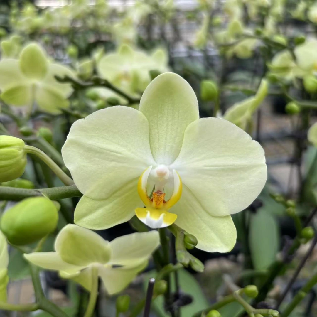 甄选（卡丽）清新绿色系 蝴蝶兰花卉鲜花 中花型高端花花  超长待机