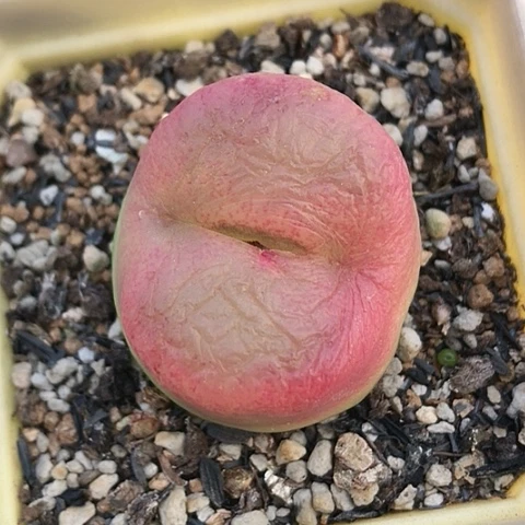 多肉肉锥 3.5Cm 大粉毛