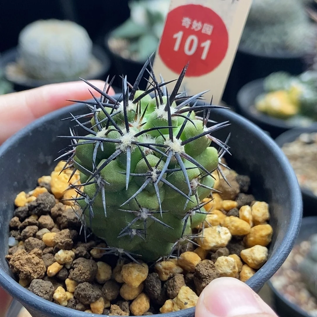 实生豪刺龙爪球杜拉丸3.5cm