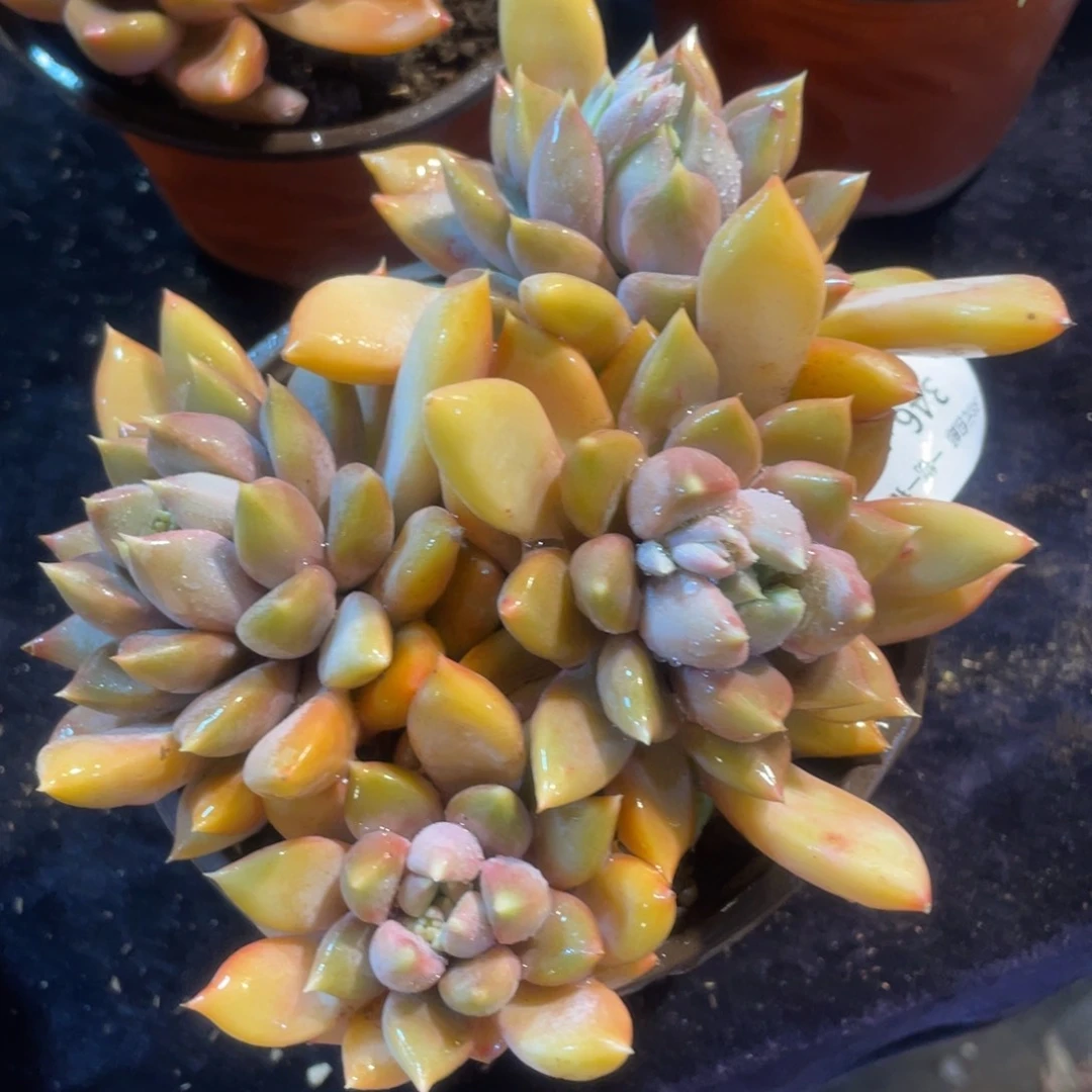 346红象牙群生多肉