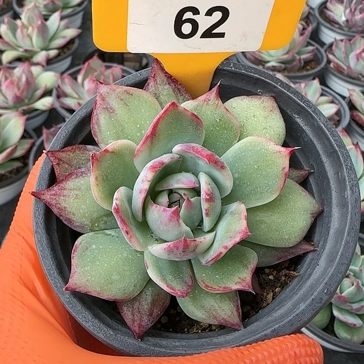 62 惊鸿仙子多肉植物6-9cm