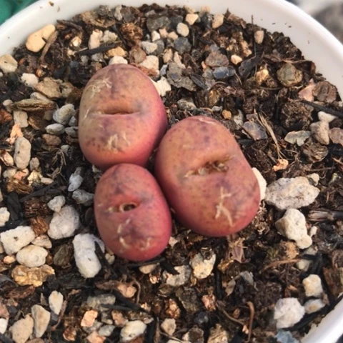 多肉肉锥 吕氏毛杂