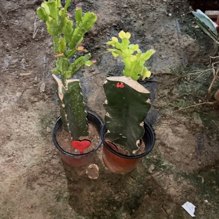 杨***姐当前无花栽培后可以开花荷花仙子124  066  311