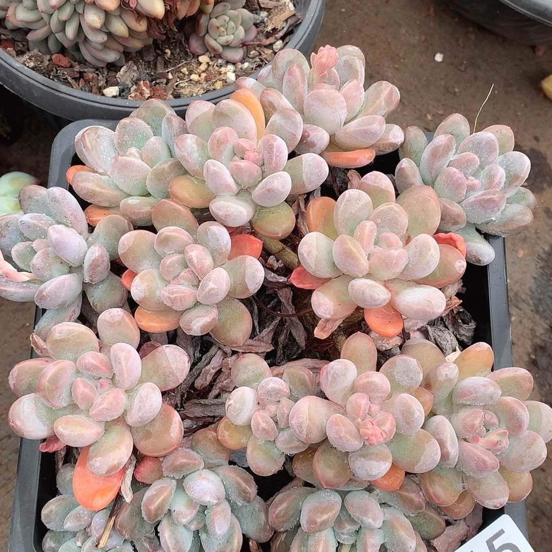 865香玉一物一拍多肉