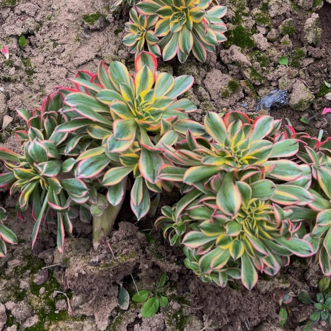 灿烂缀多肉植物捧花的