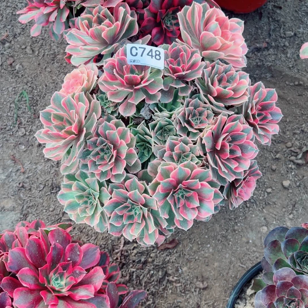 748粉女郎多肉植物法师多肉