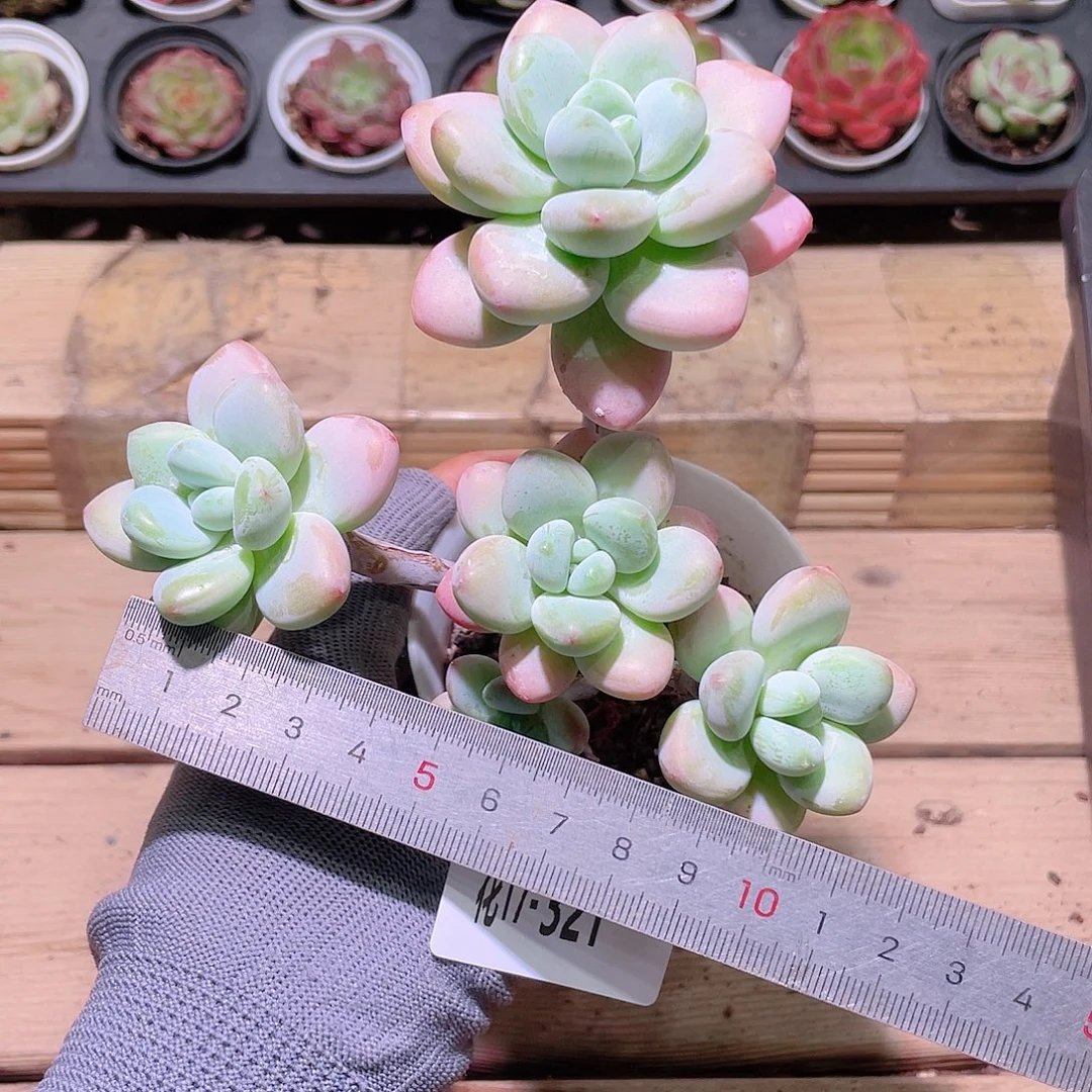 花利美17-321洛神