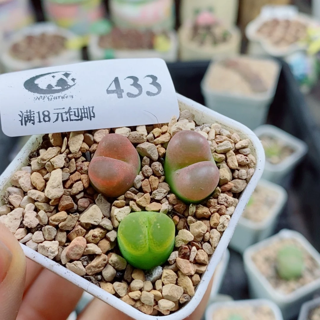 火****生石花花花花花花花433