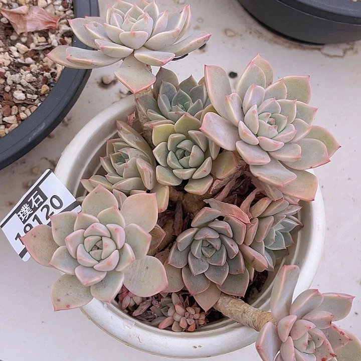 红粉佳人19120多肉植物