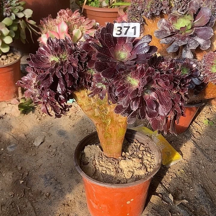 371欧紫缀化老板子