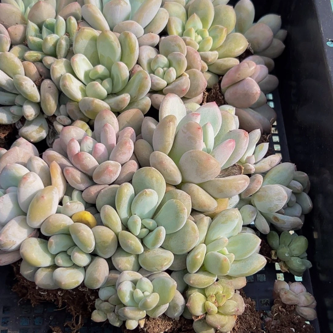 757多肉葡萄领导人