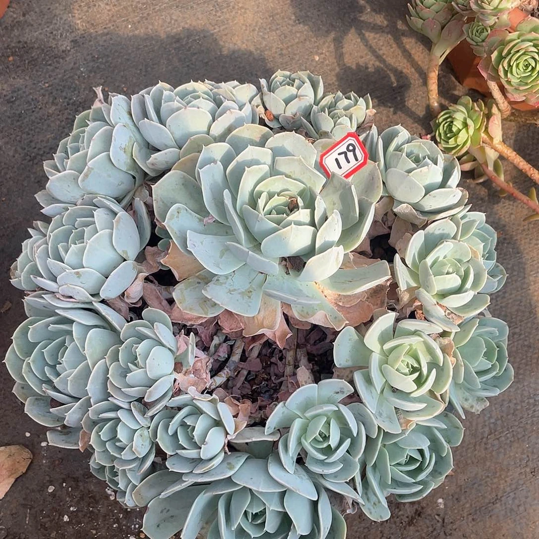 179安娜玫瑰 一物一拍多肉