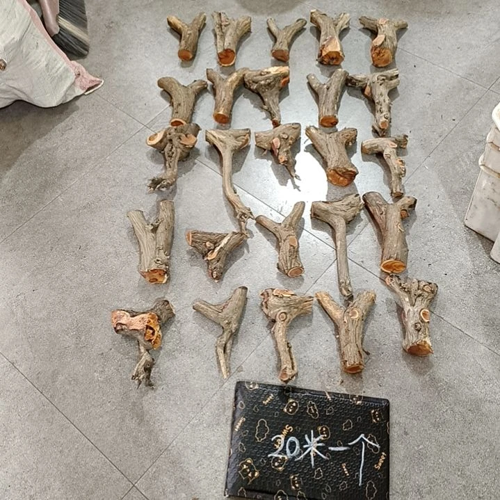 柏***荫香榧木崖柏原叉崖柏原叉崖柏原叉