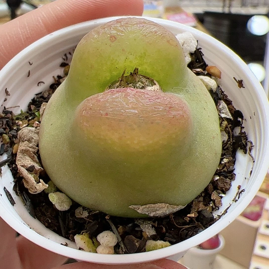 【闪购商品】260 大毛 带盆