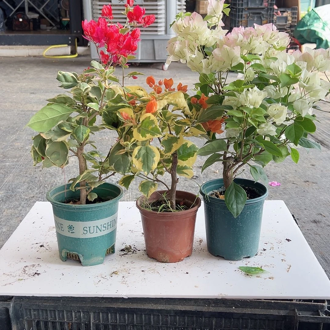 大部分花苞少量开放孟加拉红，橙冰，绿樱组合