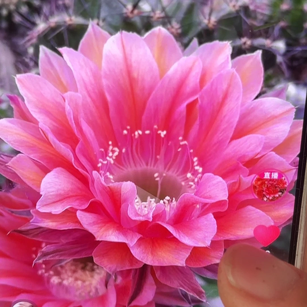 遐想彩侧牙20包邮仙人球11