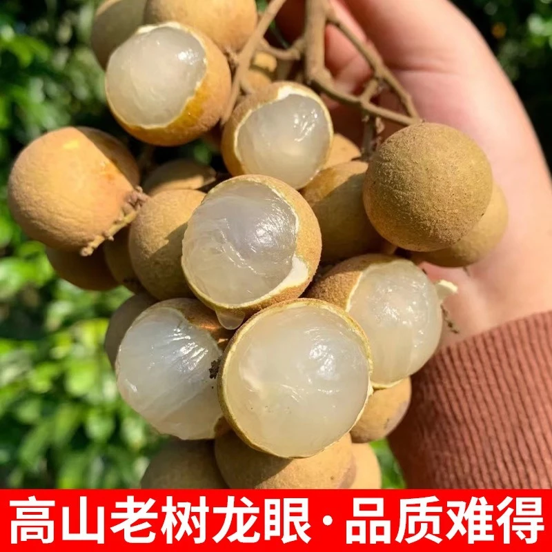 【顺丰包邮】广东龙门路溪石硖龙眼新鲜龙眼当季水果脆甜可口