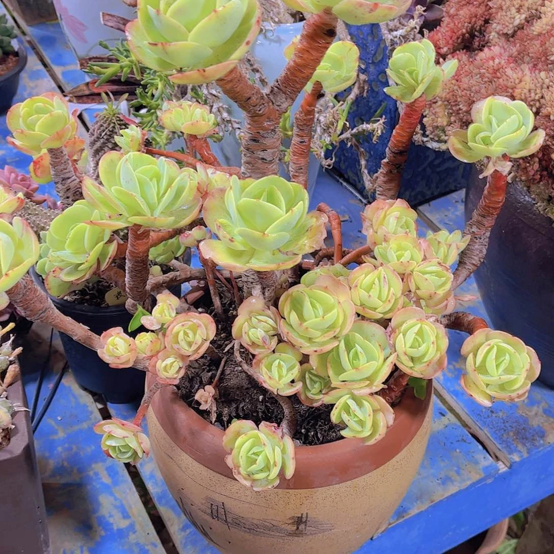 多肉老桩多肉老倜傥