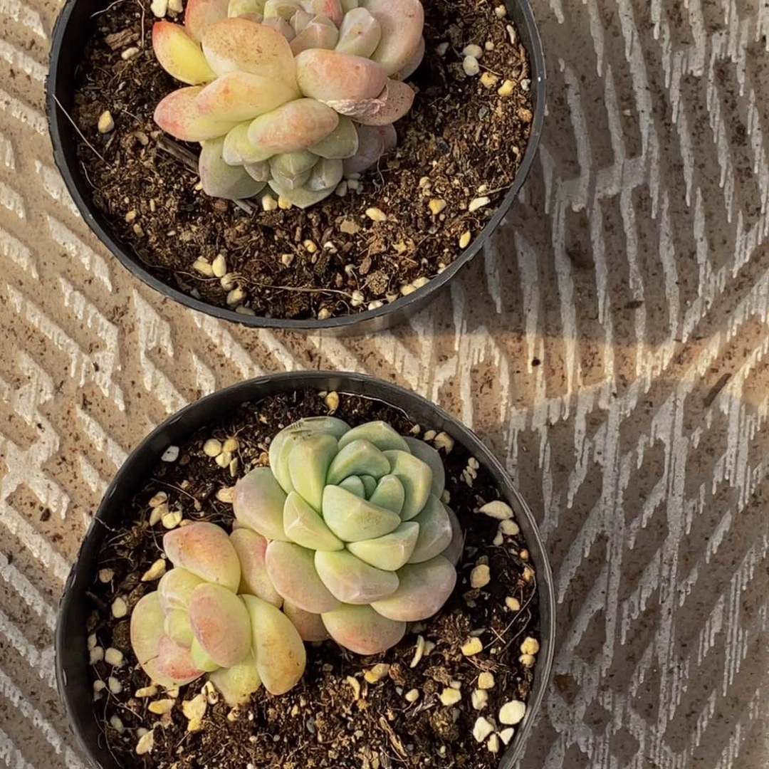 用****0多肉植物一物一拍