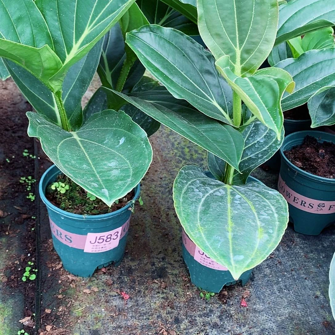 无花朵搬**哥木本花卉583.584