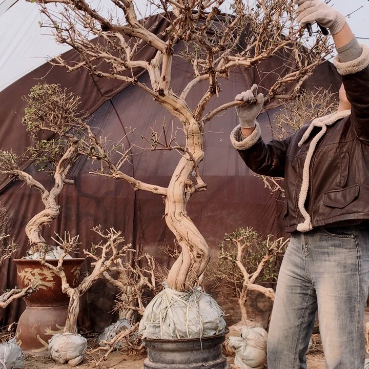 开***店全部花朵金银花88888