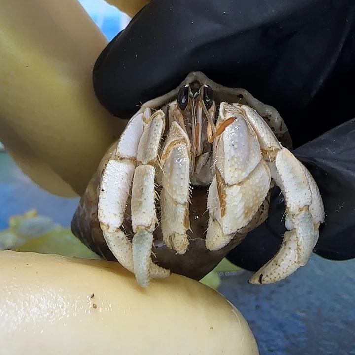 A60胖灰白1.6cm口径