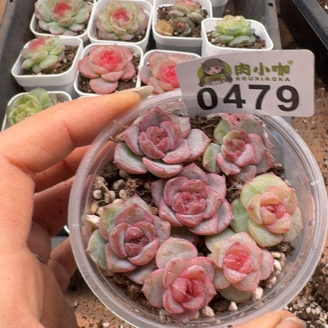 多肉植物多肉植物