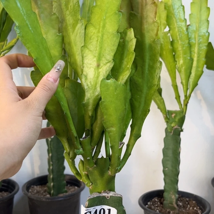 当前无花栽培后可以开花401