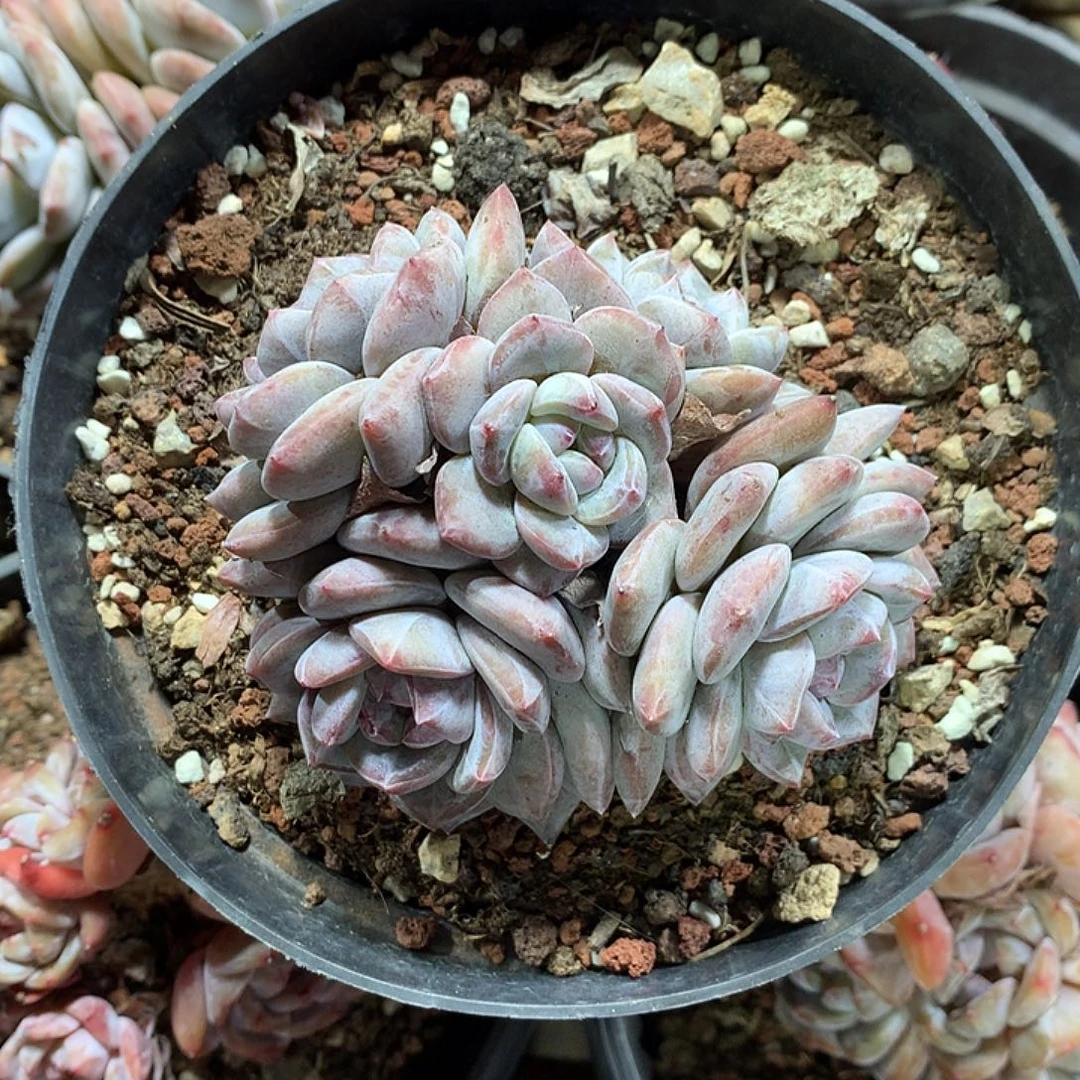 6024多肉植物哈哈