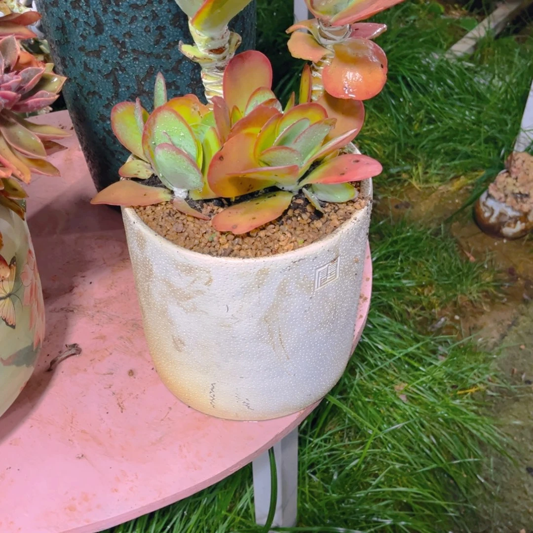 G***O多肉植物保护研究所所长
