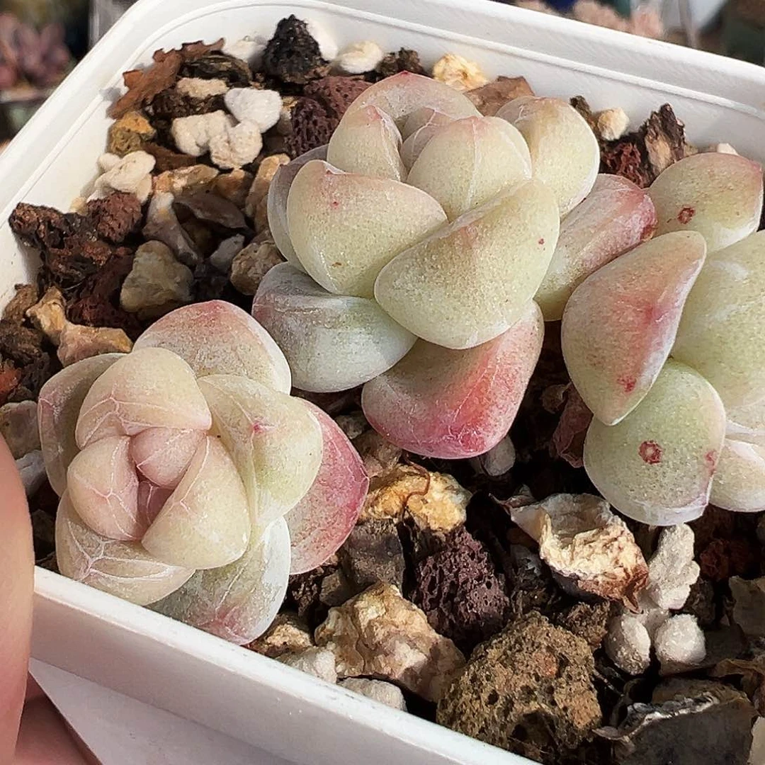 三头珍妮心冰玉1388号