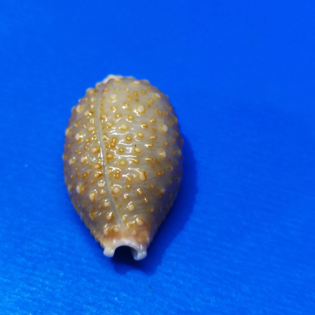 金疙瘩宝螺稀有天然海螺贝壳标本收藏家居装饰创意礼品儿童科普