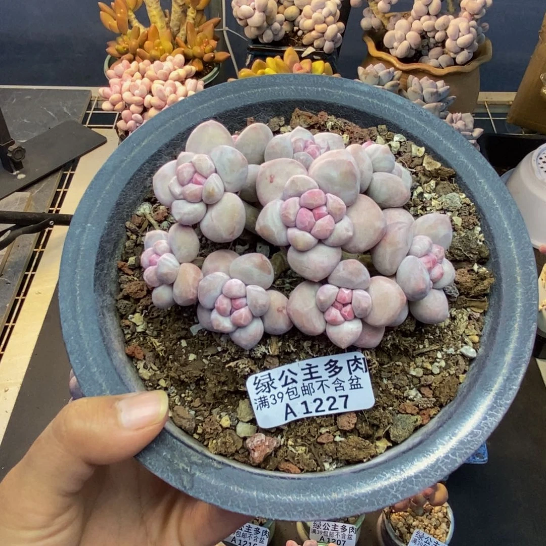 227丸叶香水多肉9c m