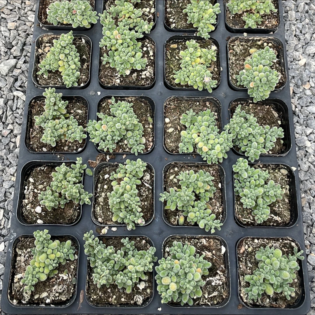 65盆冰晶多肉(满15包邮)