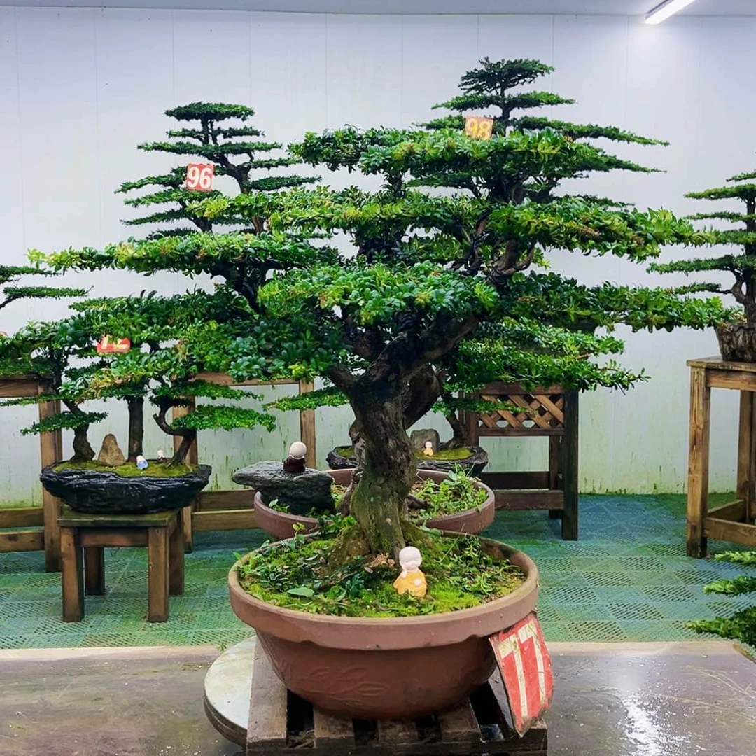 【闪购商品】无花朵