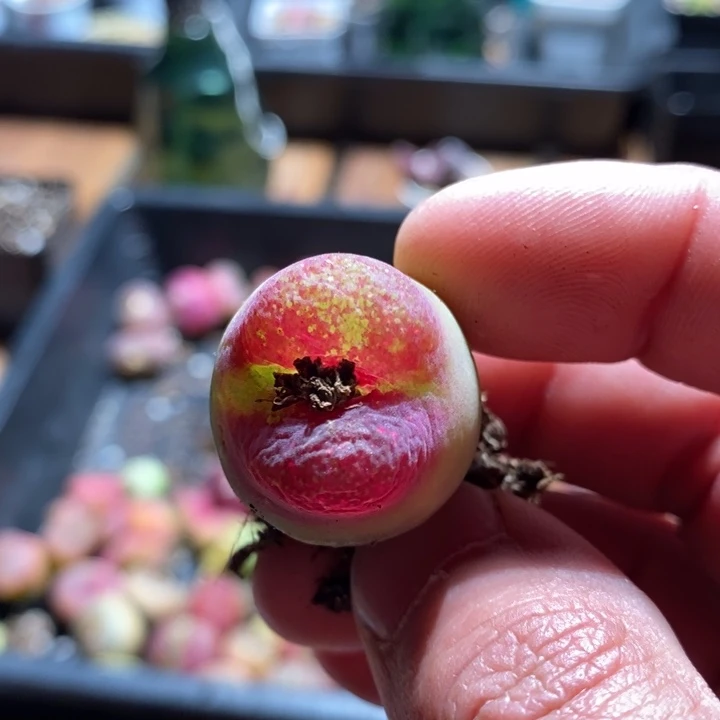 旁**多4127一个一个一个