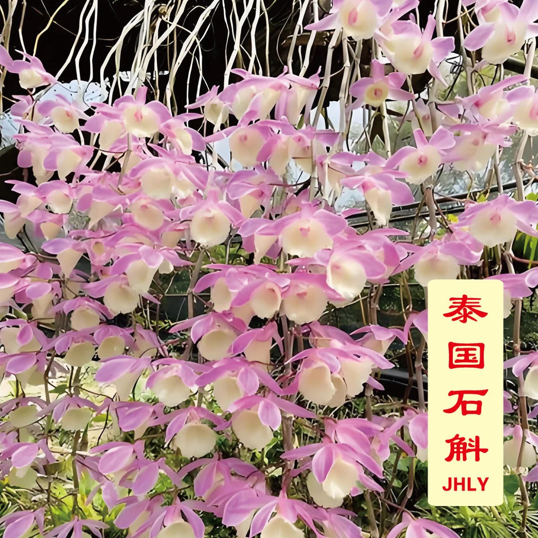 泰国石斛 - 悬挂款 粉紫色花一大串 4至5月开花 适挂阳台或树阴处