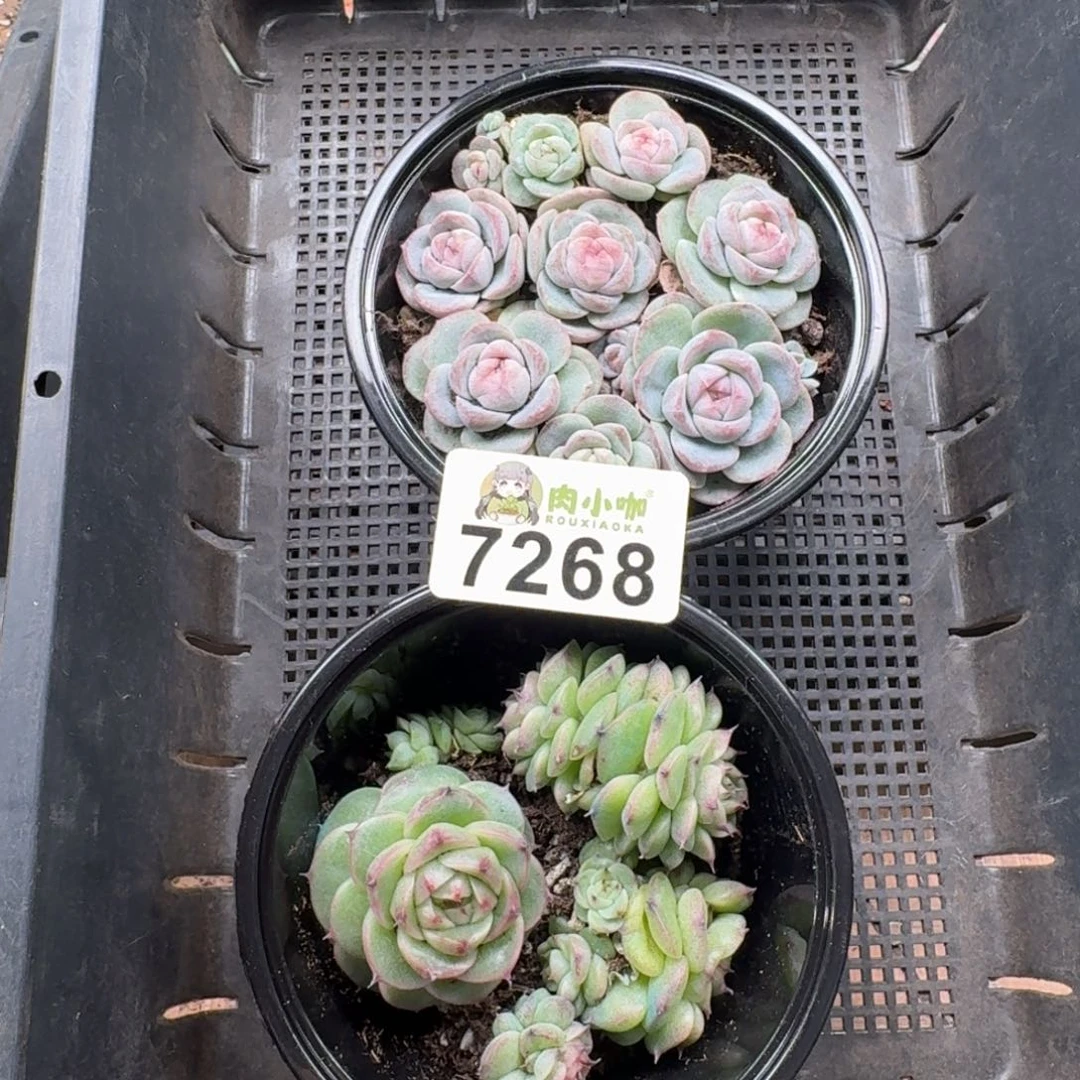 蓝***️多肉植物多肉植物