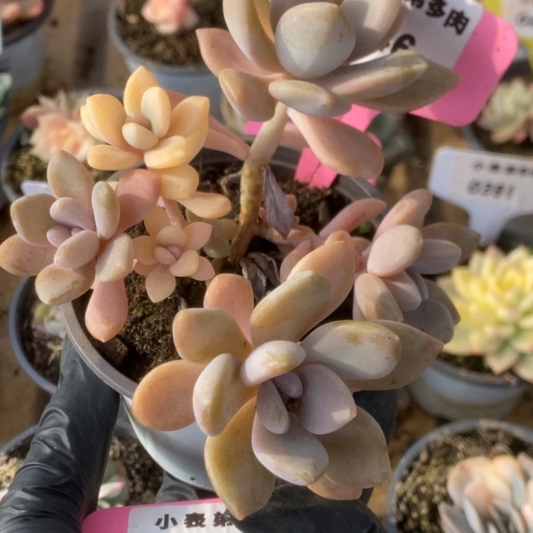 446冷香锦锦锦锦锦锦