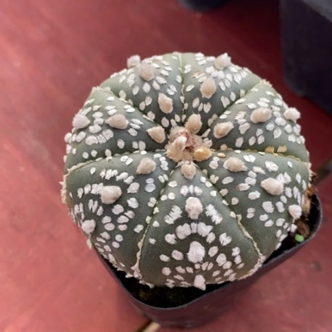 实生超兜5仙人球