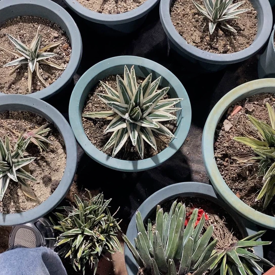 随***℡7276冰山一棵11111