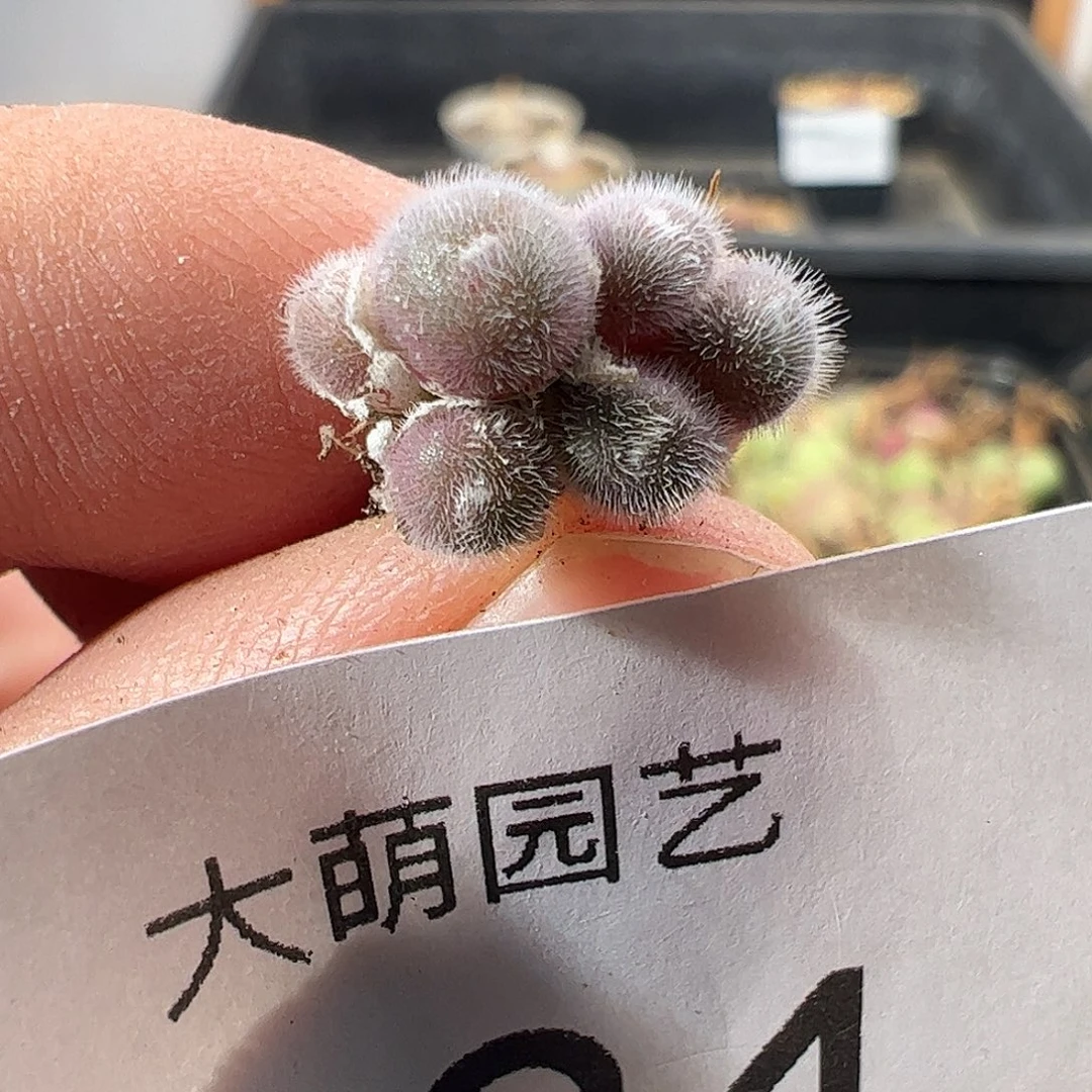 一物一拍。       824