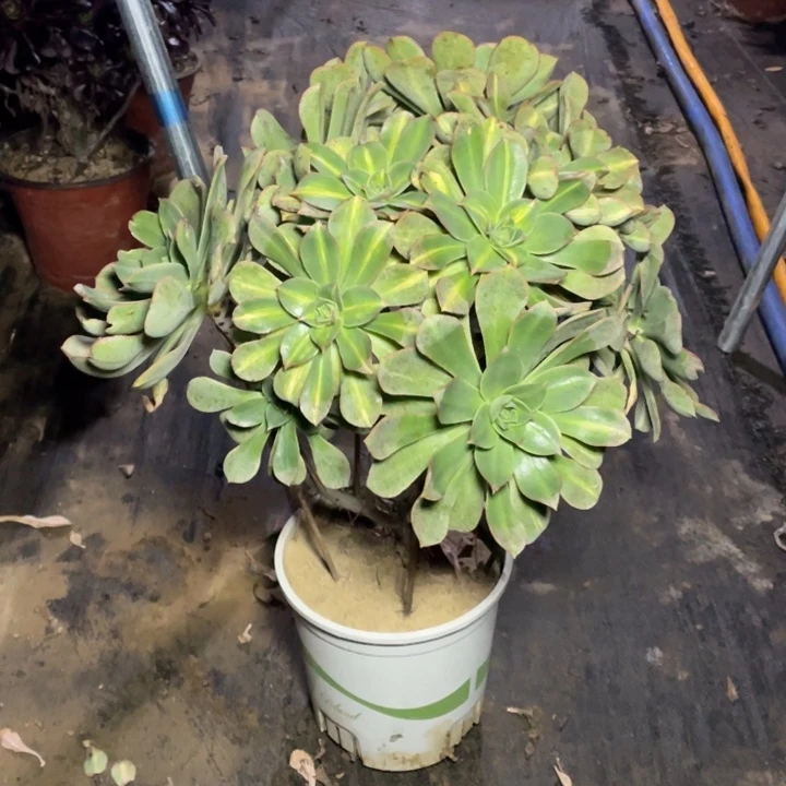 49翡翠城多肉多肉植物多肉
