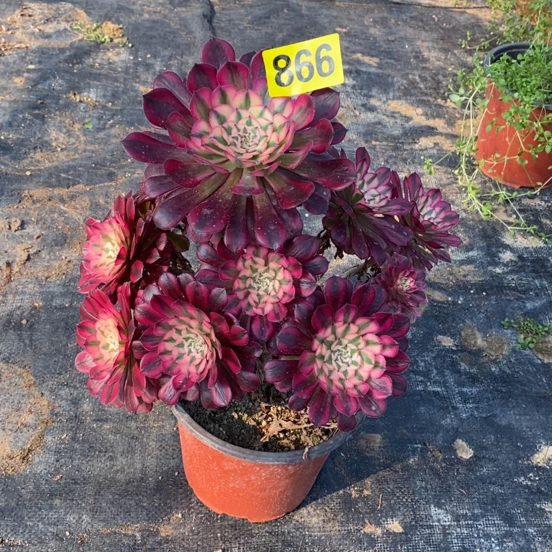 红通白多肉法师866