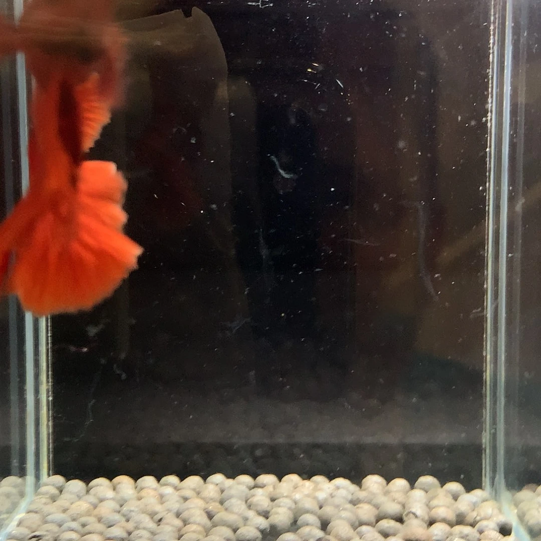 斗鱼七弟泰国斗鱼65