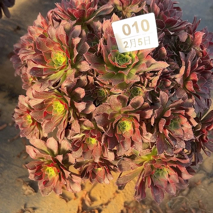 2.5-10安娜多肉植物