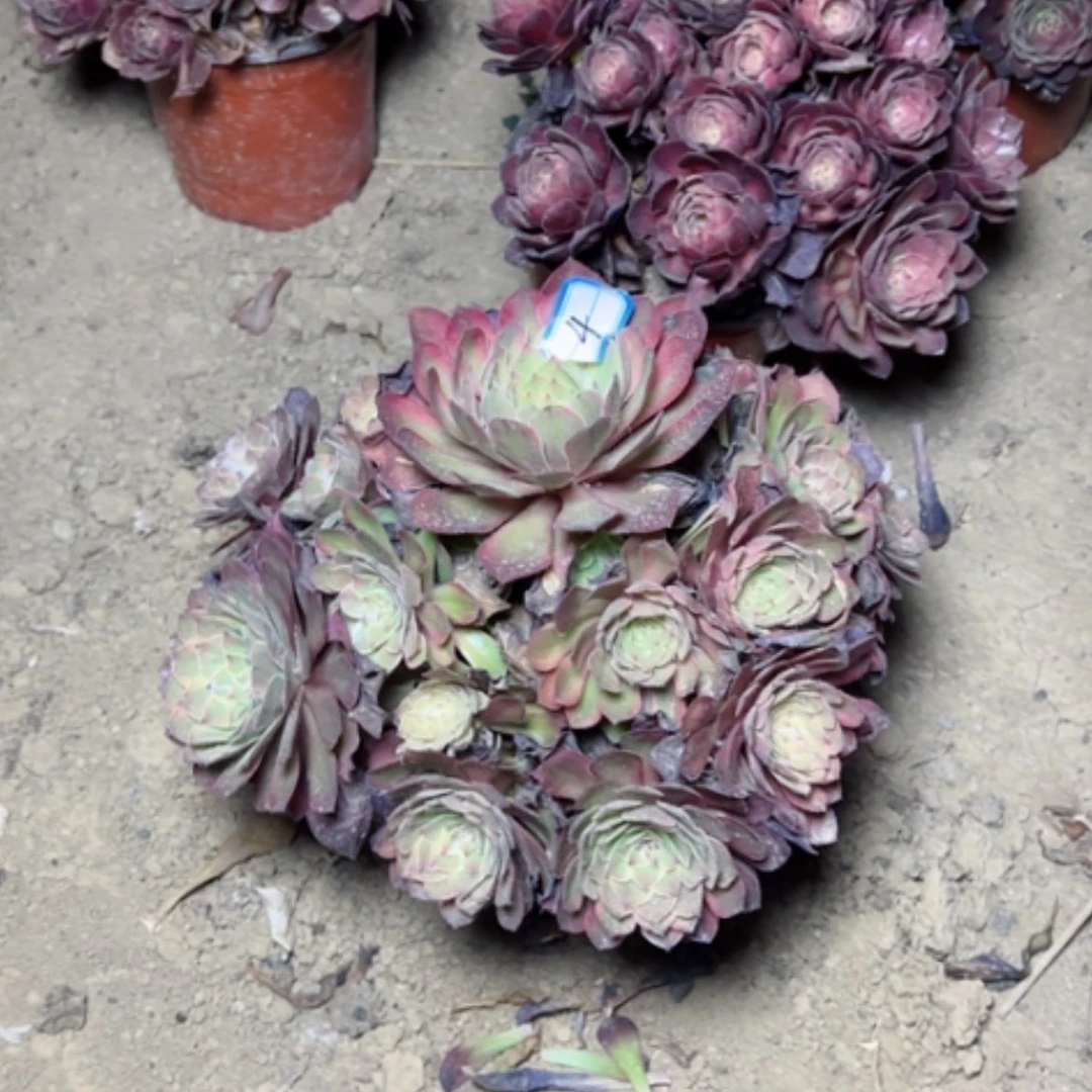 【闪购商品】多肉植物雨何变异4