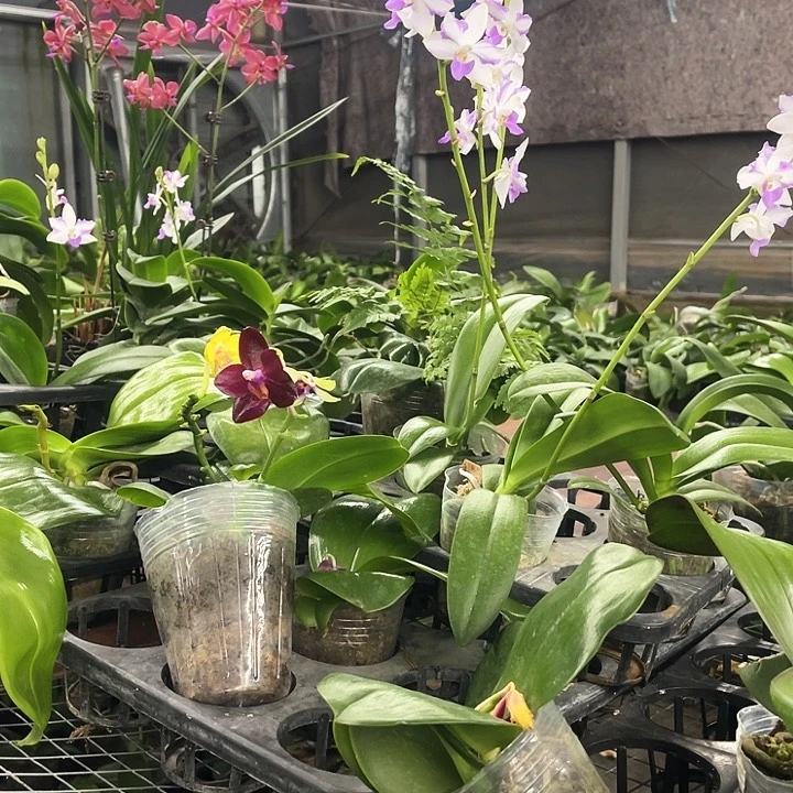 当前无花栽培后可以开花新****阳刘氏樱花贝瑞安娜508